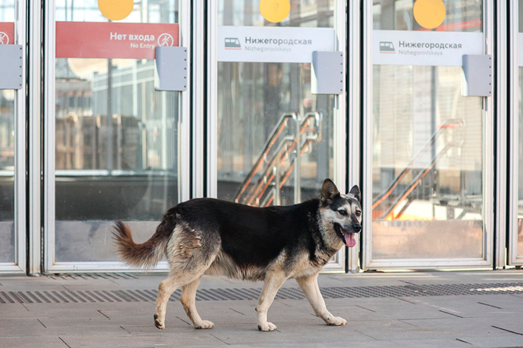 «Проблема собак без владельцев решается только в совокупности мер — недостаточно убирать животных с улиц, надо прекратить поступление на улицы новых собак»