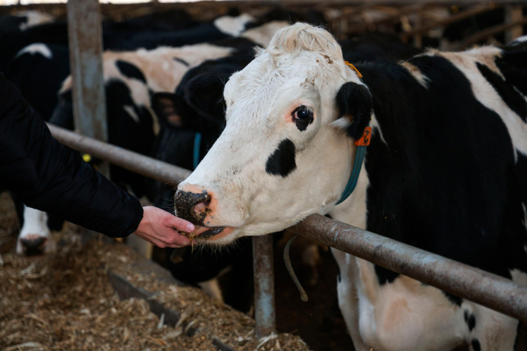 <span style="color: rgb(36, 36, 36);">Субсидии на содержание дойного поголовья предусмотрены только для владельцев земельных участков, оформленных для ведения личного подсобного хозяйства (ЛПХ)</span>