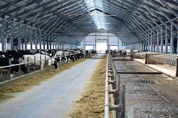 За 5 лет в республике построены 113 молочных ферм на 62 тыс. скотомест, в текущем году введены 13 молочных комплексов на 7 тыс. голов, на разных стадиях реализации еще 26 инвест-проектов на 23 тыс. коров