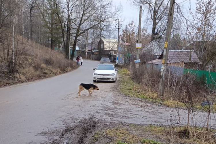 Напомним, руководителю Альберту Галиеву и администратору Максиму Иванову благотворительного фонда «Кот и пес» предъявлены обвинения по статьям 238 УК РФ («Оказание услуг, не отвечающих требованиям безопасности») и 293 УК РФ («Халатность»)