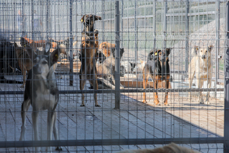 У кабмина РТ появятся полномочия по утверждению порядка организации и работы пунктов временного содержания животных