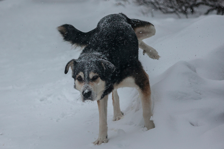 В 2023-м в РТ отловили более 10 тыс. собак, а в этом году &mdash; 8 тыс., обратил внимание Гиниятуллин