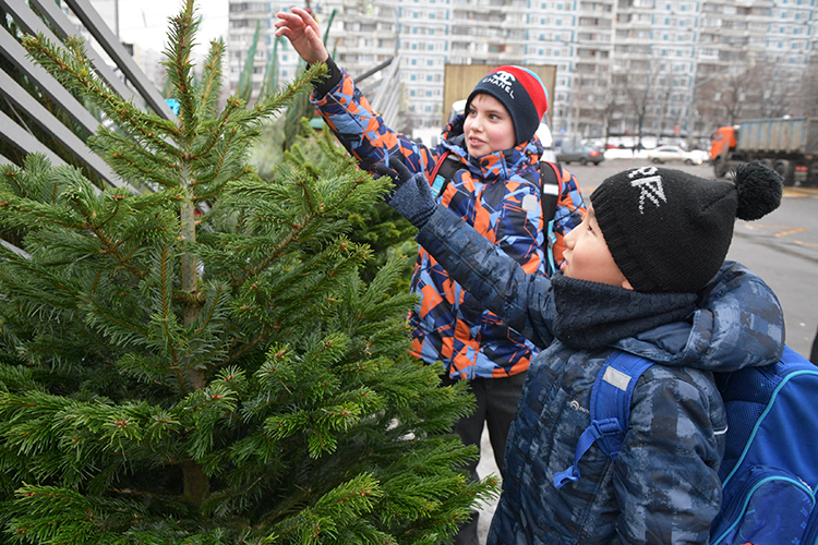 «Здесь растет особый гибрид ели»: как Европа и Азия встретились в лесах Татарстана