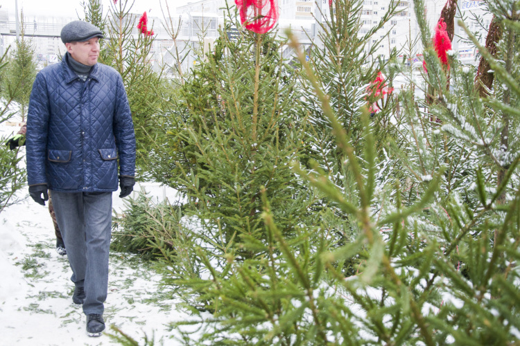 «Живые ели, которые продаются к Новому году, как правило, выращивают специально &mdash; либо в питомниках, либо получают в результате планового прореживания лесных посадок»