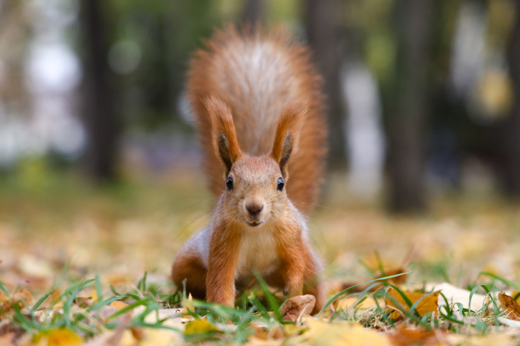 «Белки поедают семена, снимают чешуйки, после этого остаются характерные „огрызки“ шишек, которые мы и видим под деревьями»