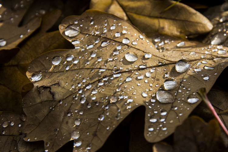 «Чтобы дерево полностью не высохло и не потеряло всю воду, оно сбрасывает листья, тем самым спасая себя от обезвоживания, поэтому большинство древесных растений в наших условиях на зиму теряют листву»