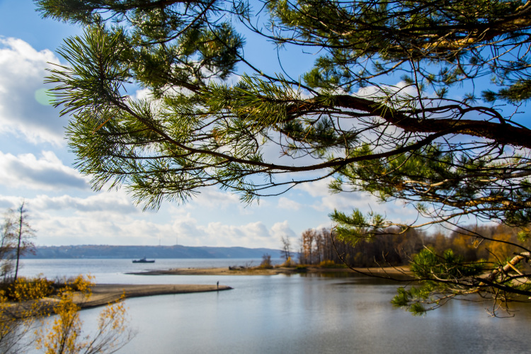 «И сосна, и ель способны желтеть, а в неблагоприятных условиях хвойные деревья могут даже сбрасывать хвою»