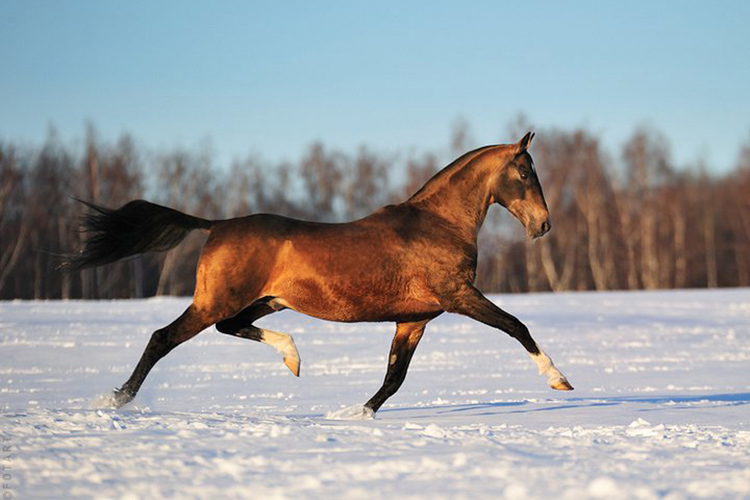 Ахалтекинский скакун