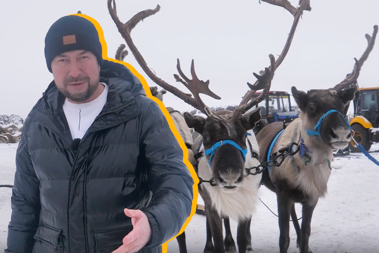 Ослы из «Шрека», северные олени и редкие тяжеловозы: как живет необычная ферма под Казанью