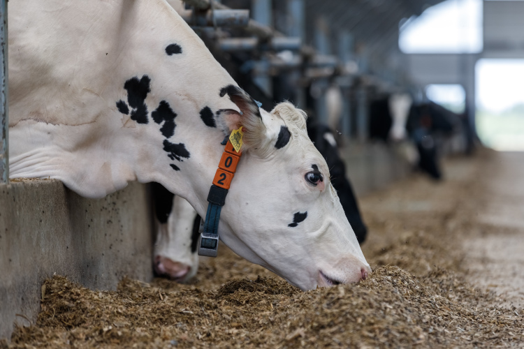 «Для нас очень важно решить вопрос повышения продуктивного долголетия животных, потому что это вопрос инвестиций»