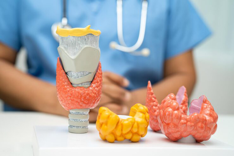 Эндокринологи лечат болезни желез, которые производят гормоны, в их зону ответственности входят щитовидная, паращитовидные, поджелудочная и половые железы, надпочечники, гипофиз и гипоталамус. Соответственно, и перечень проблем, с которыми работают эти врачи, широк &mdash; от диабета до ожирения и бесплодия