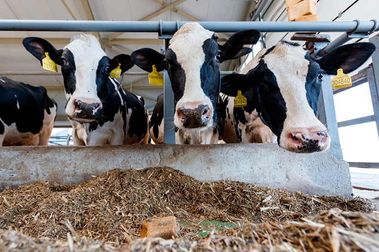 «Если уже совсем, не дай Бог, что-то случится и не будет вообще сбыта &mdash; ну тогда уже, наверное, выбора не будет [придется резать коров]»
