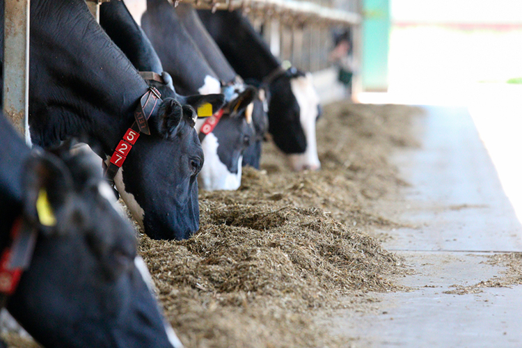 Основной посыл крупных и мелких татарстанских производителей молока заключается в том, что с начала прошлого года цены на сырое молоко начали постепенно снижаться и упали к январю 2026 года на 25-30%