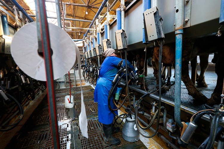 «Сейчас себестоимость производства литра молока доходит до 32 рублей, и она будет расти»