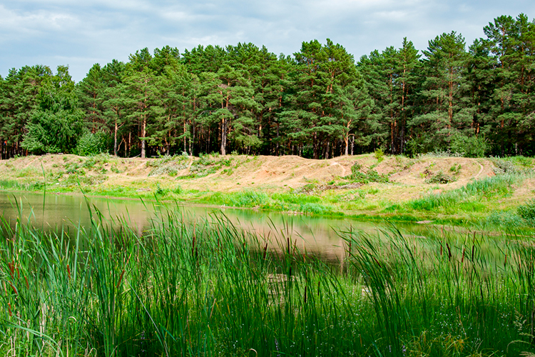 Лесное богатство Татарстана с годами сильно сократилось