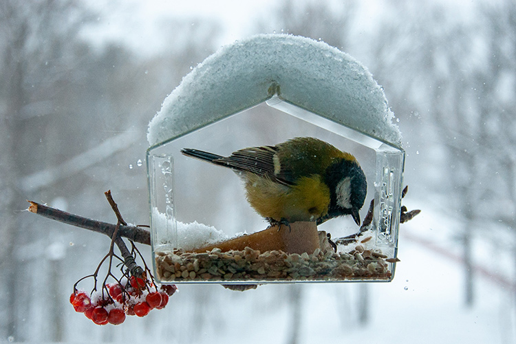 «Конечно, этот снегопад аномальный. Когда выпадает на протяжении нескольких дней до половины месячной нормы, такое случается крайне нечасто»