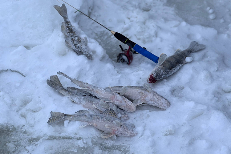 Сейчас в республике все поголовно охотятся на судака