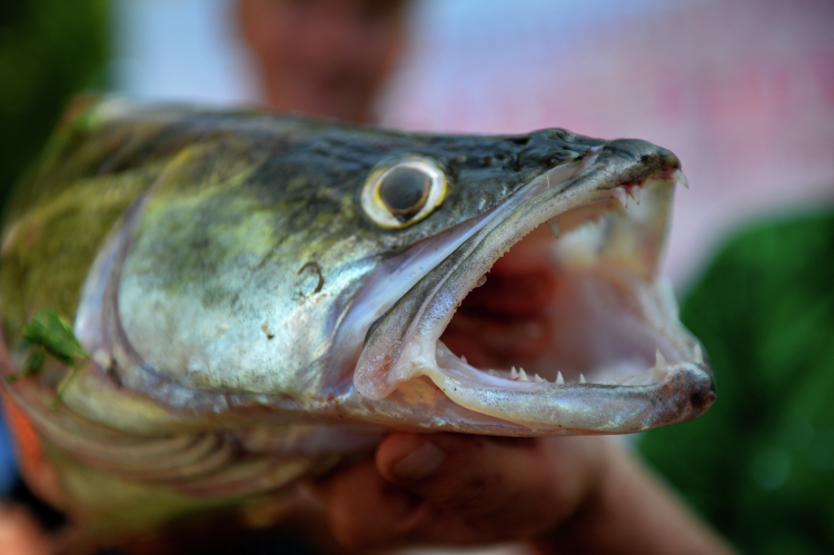 «Судак &mdash; вид рыбы, который наиболее подвержен изменениям погодных условий, ему нужна стабильность»