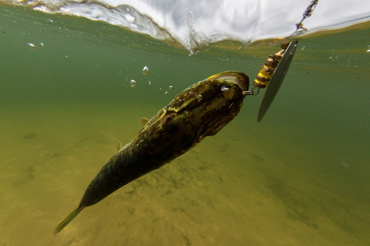 «Мы ежегодно зарыбляем водоемы сазаном, карпом, толстолобиком, но никто их не ловит! Он нужен только для поедания зелени. Основной интерес &mdash; щука и судак»