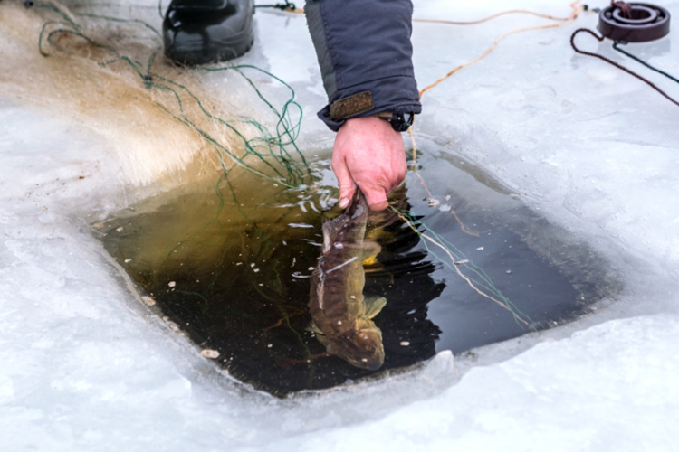 Как отмечает Захаров, стандартный размер судака, попадающегося сегодня на удочки подледных рыболовов, &mdash; 1–2 кг, иногда попадаются и до 5 кг, как правило, на Каме, где ситуация лучше