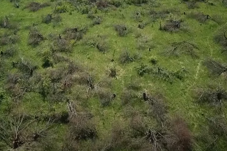  Что касается границ объектов культурного наследия, на что обращала внимание представитель другого Гущина, то в них, помимо липовой и дубовой аллеи, вошла и территория бывшего яблоневого сада, который истец вырубил в 2021 году 