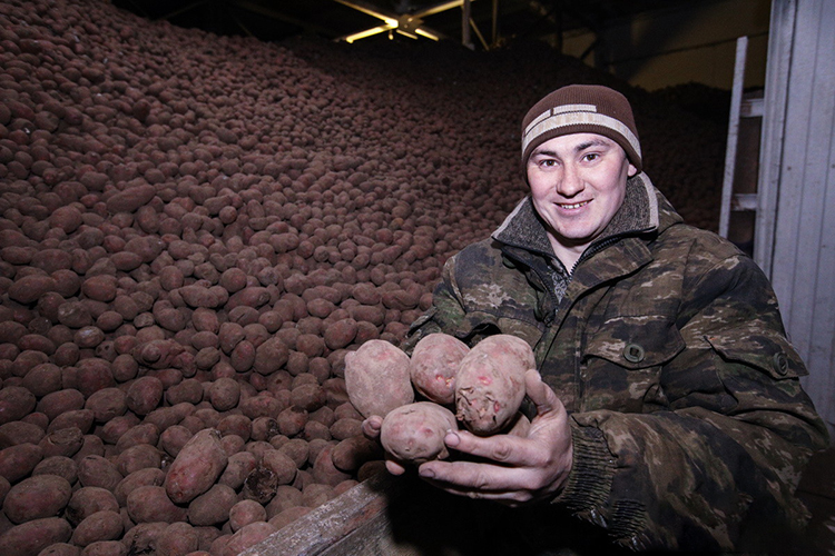 «Кырлай» ежегодно показывает стабильно высокие результаты. В 2025 году агрфирма заняла 2-е место в РТ по объемам картофеля