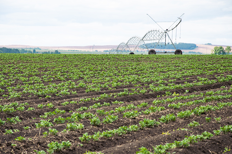 «Мелиораторы не так активно используют капельное орошение с полимерными трубами, а оно способно в 6 раз увеличить объем урожая»