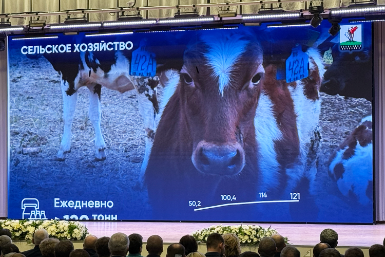 По продуктивности дойного стада Елабужский район занимает 11-е место в республике. Ежедневно в районе надаивается более 120 т молока
