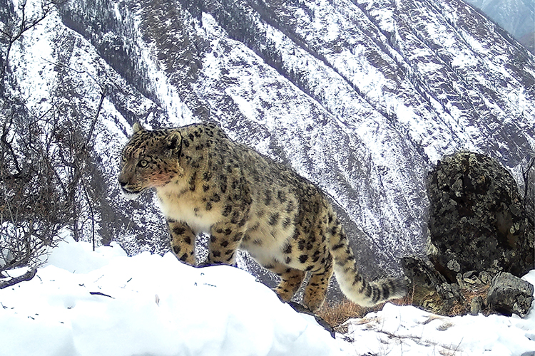 Специалисты центра будут стремиться к увеличению популяции барсов, однако на первом месте стоит не размножение животных, а именно научные исследования ареала обитания 