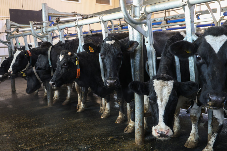 В районе 11,3 тыс. голов КРС, 320,7 тыс. голов свиней, 2,6 тыс. голов овец, 290 голов лошадей, 5,4 млн голов птиц