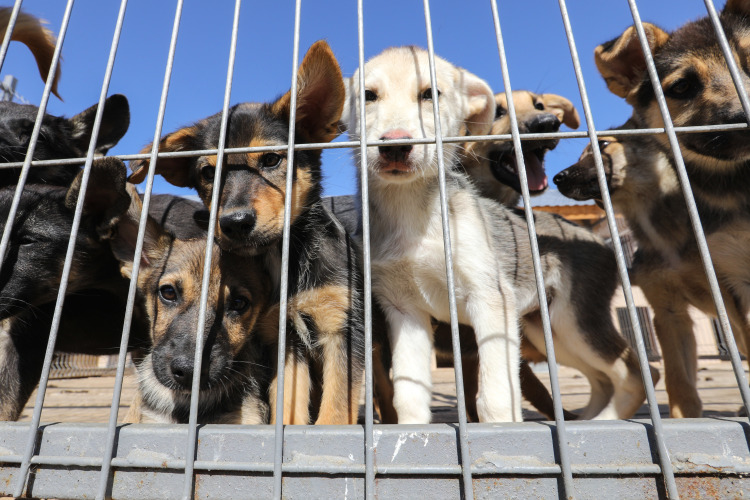 Владелец пункта в течение трех дней размещает информацию в сети обо всех отловленных животных &mdash; чтобы, если под «замес» попали самовыгульные хозяйские собаки, собственник мог найти его в пункте