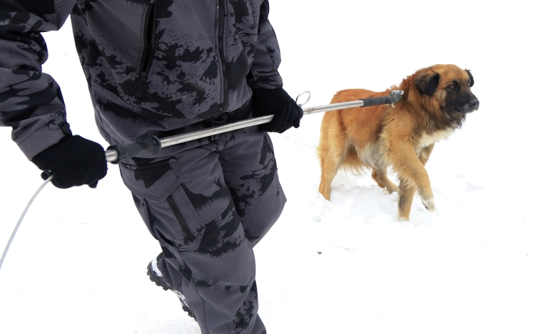 «Два года подряд смертельные случаи – это перегиб по полной!»: Татарстан определился с эвтаназией собак?
