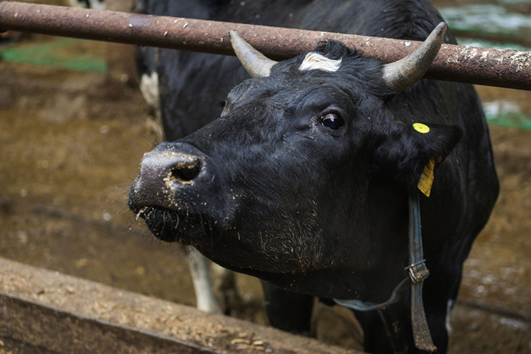 Есть риск переноса инфекции в республику, даже несмотря на значительные расстояния между Татарстаном и центрами вспышки