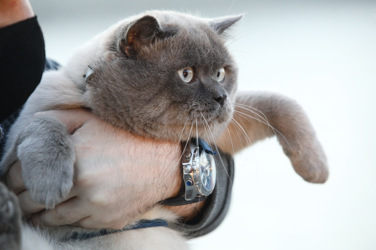 «Чтобы открыть свой питомник, сначала нужно пройти обучение и получить диплом фелинолога. Также у тебя должна быть хотя бы одна породистая кошка женского пола, купленная с правом разведения»