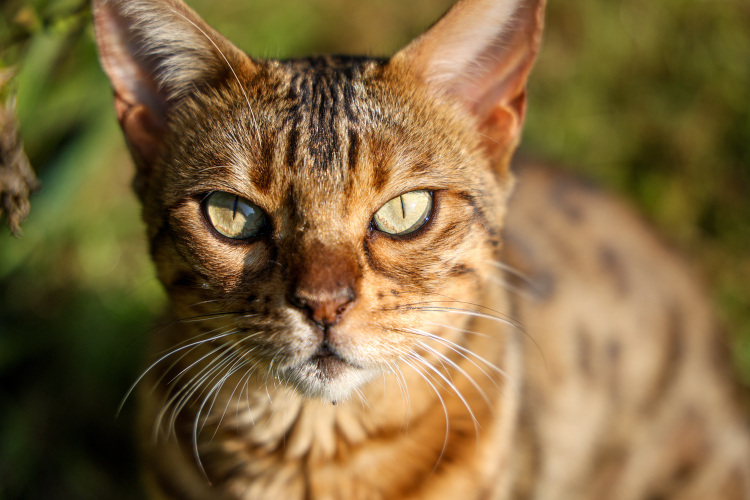 «Есть питомники, а есть «народное разведение». Перед фелинологом или заводчиком стоят определенные задачи, например, вывести определенный окрас или усовершенствовать какой-нибудь признак»