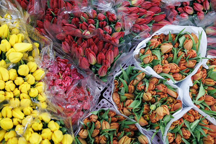 «Тюльпаны, конечно, в тренде сохраняются, но, кроме этого, если женщины предпочитают розы или хризантемы, то, конечно, их любящие мужчины выбирают именно эти цветы»