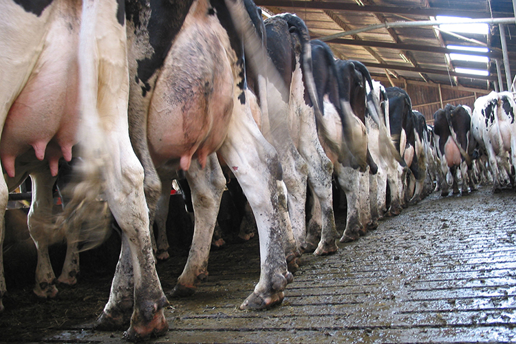 Татарстан является одним из крупных регионов-экспортеров продукции АПК