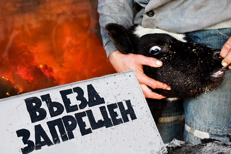 Пастереллез разбушевался: что за опасная хворь коров наступает из Сибири?