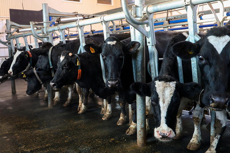 Предприятия, фермеров и элпэхашников заставляют уничтожать заболевший скот, обещают выплатить компенсацию. Но соглашаются не все