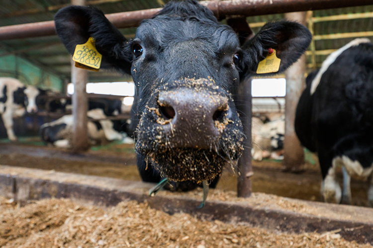 Для быстрой локализации очагов заболевания животных уничтожают. Их свозят в большие кучи и сжигают