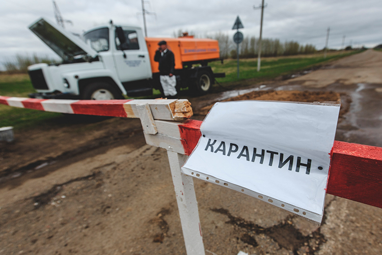 Крупный очаг пастереллеза выявлен в Томской области &mdash; на ферме «Заречное» было инфицировано более 1 тыс. голов крупного рогатого скота. В Свердловской области в одном из населенных пунктов также введен карантин по пастереллезу
