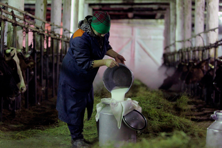 Роста стоимости сырого молока на фоне событий в Сибири не наблюдается, но «падение цены остановилось»