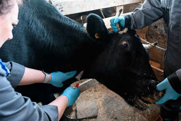 «Когда происходил переход на отечественные вакцины, мы сталкивались с тем, что вроде бы все делаем по инструкции&hellip; а потом коллеги по цеху говорят, что просто двойную норму препарата надо давать, хотя об этом нигде не сказано»