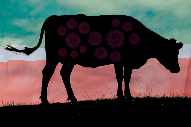 «Не посещать рынки, комбинаты, не приглашайте забойщиков!»: как зараза скота подбирается к Татарстану