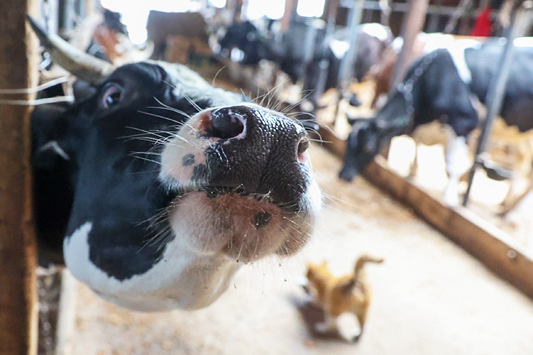 «У фермеров вера пропадает»: как аграрии всей страны дивились «другой России» в Татарстане