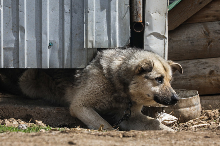 В частных домах или на участке на каждые 50 кв. м территории разрешена одна крупная или средняя собака либо три маленькие