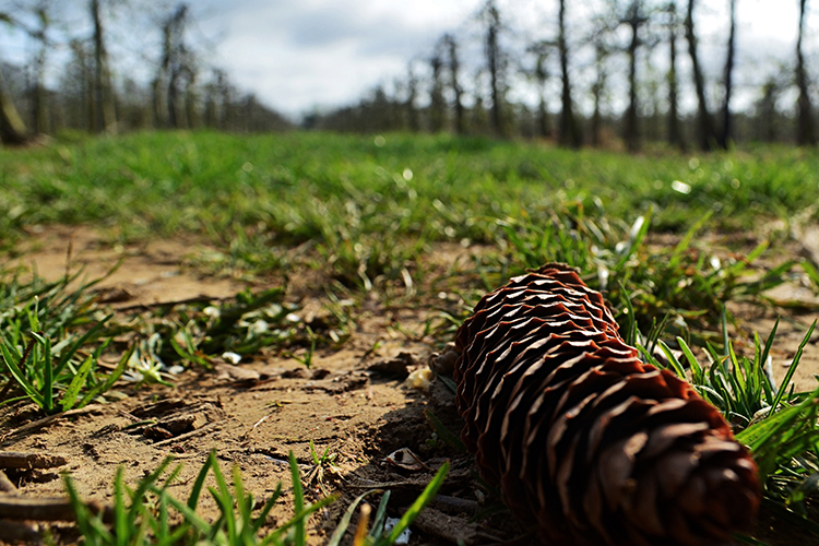 Владелец сельхозземли может просто направить в управление Россельхознадзора уведомление о том, что он выращивает на неиспользуемом участке лес. В РСН были с этим в корне не согласны, но сделать ничего не могли