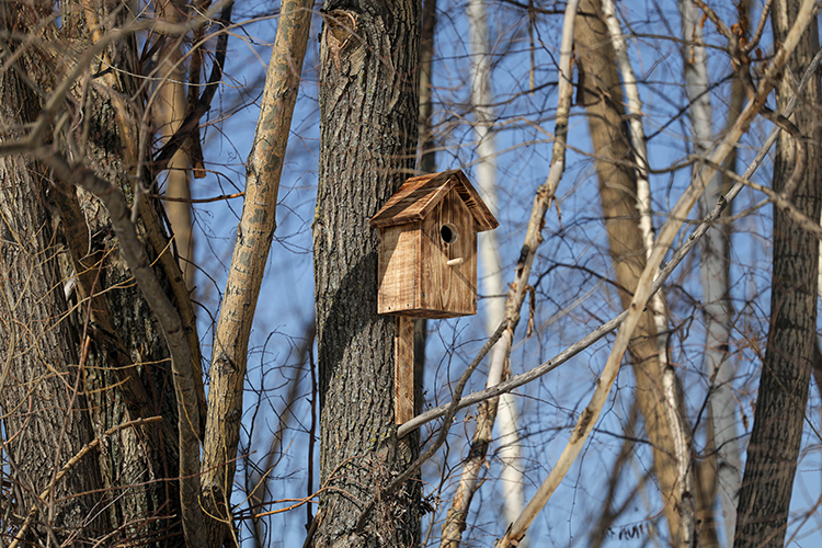 Организаторы надеются, что проект поможет восстановить не только популяцию птиц, но и связь времен, столь важную для современного мегаполиса