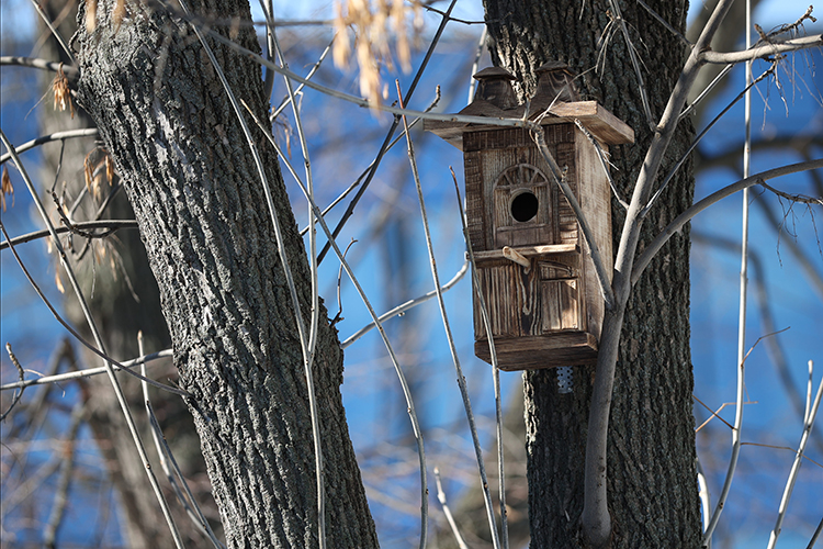 Когда-то к 1 апреля &mdash; Международному дню птиц &mdash; скворечники делали в каждой школе, говорит Рахимов