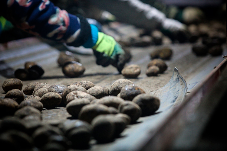 «Получается, что, производя картошки больше, чем мы потребляем сами, покупаем ее из-за рубежа»